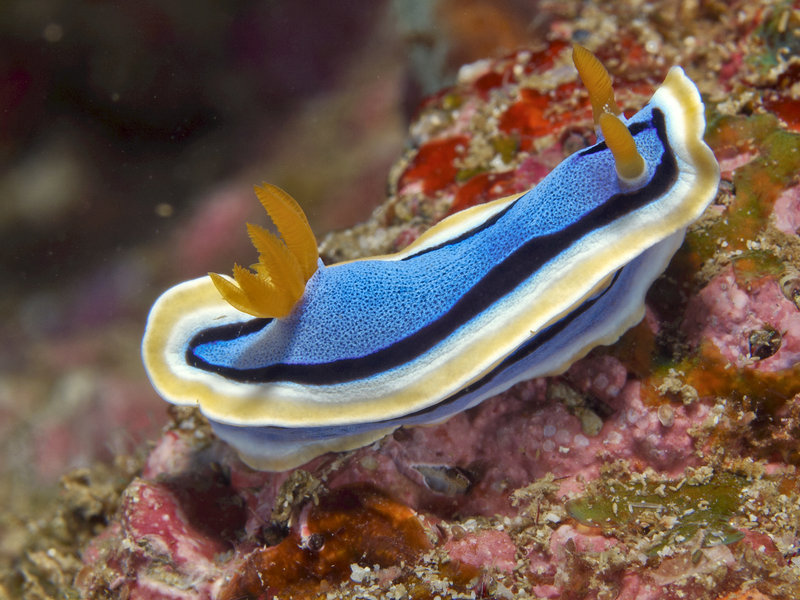 Nudibranch, La Laguna Point